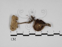 藏品(杯傘屬)的圖片