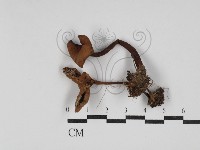 藏品(乳菇屬)的圖片