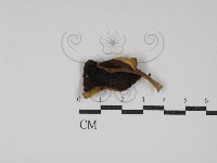 藏品(絨蓋牛肝菌屬)的圖片