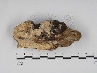 藏品(絲齒菌屬)的圖片