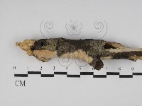 藏品(絲齒菌屬)的圖片