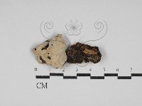 藏品(盤革菌屬)的圖片