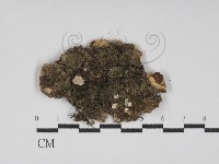 藏品(盤革菌屬)的圖片