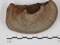 藏品(靈芝屬)的圖片