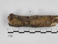 藏品(刺革菌屬)的圖片