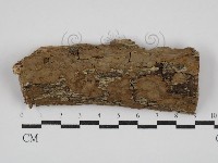 藏品(刺革菌屬)的圖片