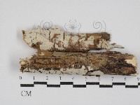 藏品(絲皮菌屬)的圖片