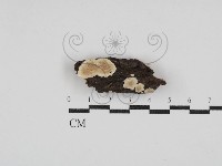 藏品(齒耳菌屬)的圖片