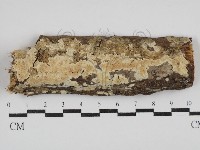 藏品(絲齒菌屬)的圖片