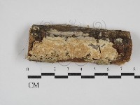 藏品(絲齒菌屬)的圖片
