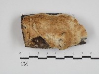 藏品(齒耳菌屬)的圖片