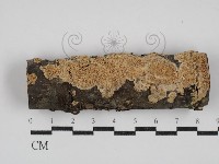 藏品(絲齒菌屬)的圖片