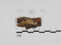 藏品(射脈菌屬)的圖片