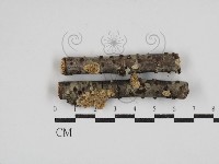 藏品(齒耳菌屬)的圖片