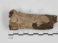 藏品(刺皮菌屬)的圖片