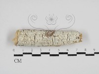 藏品(絲齒菌屬)的圖片