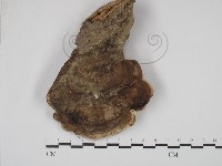 藏品(靈芝屬)的圖片