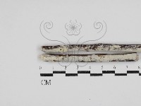 藏品(齒耳菌屬)的圖片