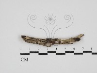 藏品(刺皮菌屬)的圖片