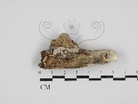 藏品(刺皮菌屬)的圖片