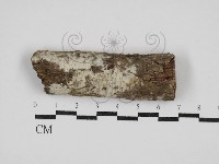 藏品(剛毛絲皮菌)的圖片