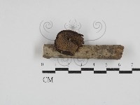 藏品(多孔菌屬)的圖片