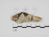 藏品(絲皮菌屬)的圖片