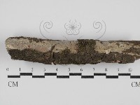 藏品(刺皮菌屬)的圖片