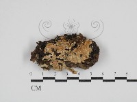 藏品(齒耳菌屬)的圖片