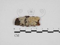 藏品(絲皮菌屬)的圖片