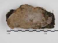 藏品(多年臥孔菌屬)的圖片