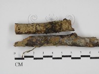 藏品(刺革菌屬)的圖片