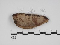 藏品(多年臥孔菌屬)的圖片