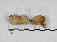 藏品(硬孔菌屬)的圖片