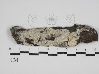 藏品(剛毛絲皮菌)的圖片