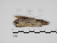 藏品(傑克菌屬)的圖片