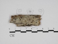 藏品(絲齒菌屬)的圖片