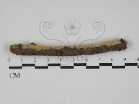 藏品(叉絲革菌屬)的圖片