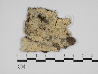 藏品(絲齒菌屬)的圖片