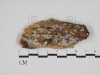 藏品(絲齒菌屬)的圖片