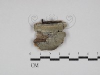 藏品(針齒銳岩菌)的圖片