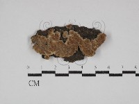 藏品(附毛菌屬)的圖片