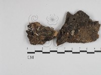 藏品(珊瑚菌屬)的圖片