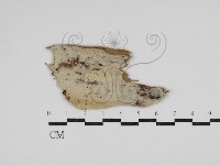 藏品(絲皮菌屬)的圖片