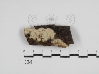 藏品(阿太菌屬)的圖片