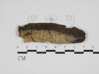 藏品(絲齒菌屬)的圖片