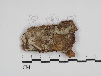 藏品(阿太菌屬)的圖片