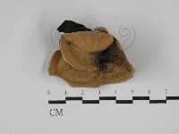 藏品(蠔韌革菌)的圖片