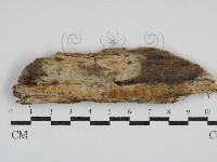 藏品(阿太菌屬)的圖片