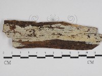 藏品(絲齒菌屬)的圖片